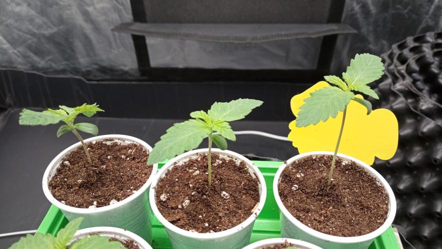 Strawberry Cookies - sponsored by SSSC. Week 0 - 08/11/2025