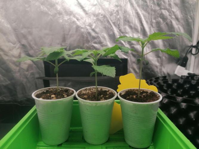 Strawberry Cookies - sponsored by SSSC. Week 0 - 14/11/2025