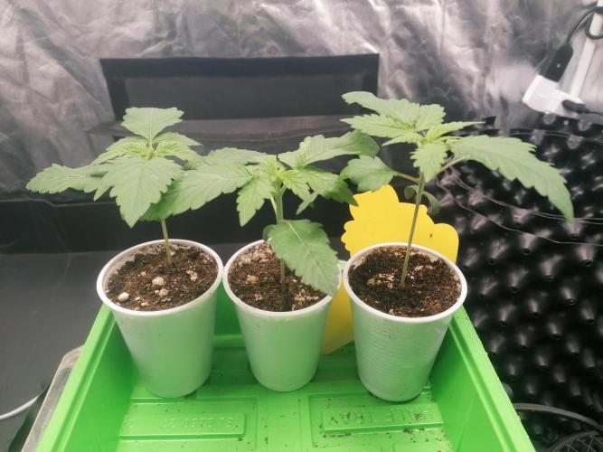 Strawberry Cookies - sponsored by SSSC. Week 0 - 14/11/2025