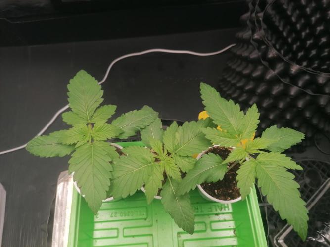 Strawberry Cookies - sponsored by SSSC. Week 0 - 14/11/2025