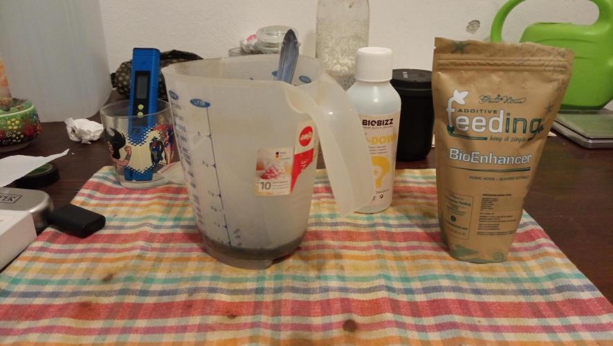 LSD - sponsored by Ganja Farmer. Week 0 - Germination solution