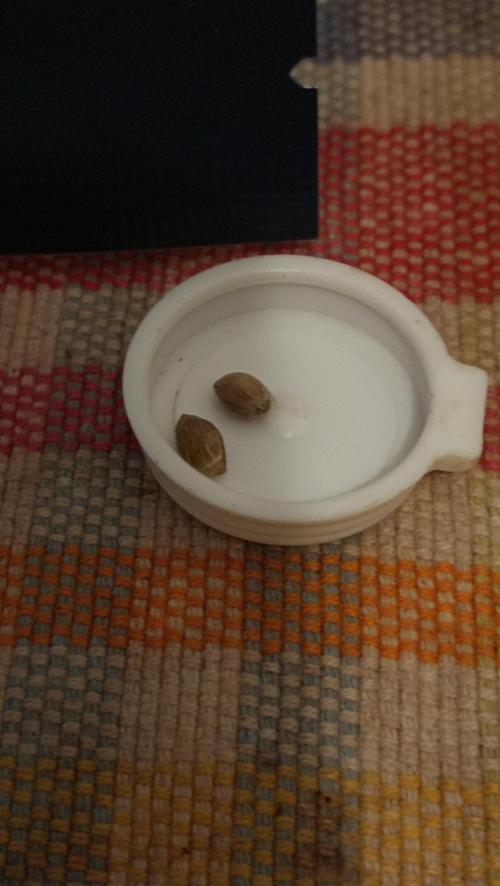 LSD - sponsored by Ganja Farmer. Week 0 - 28/10/2025
First two