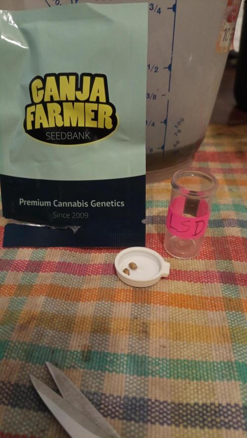LSD - sponsored by Ganja Farmer. Week 0 - 28/10/2025