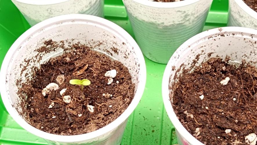 LSD - sponsored by Ganja Farmer. Week 0 - 31/10/2025