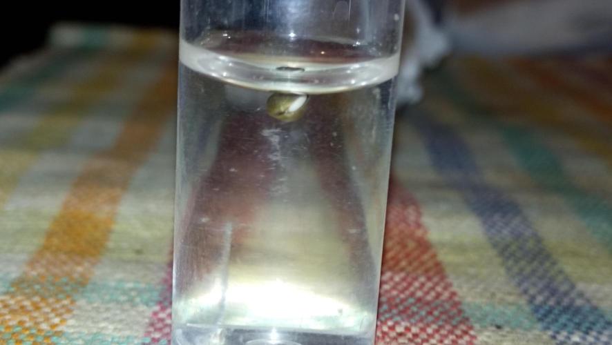 LSD - sponsored by Ganja Farmer. Week 0 - 02/11/2025
the third