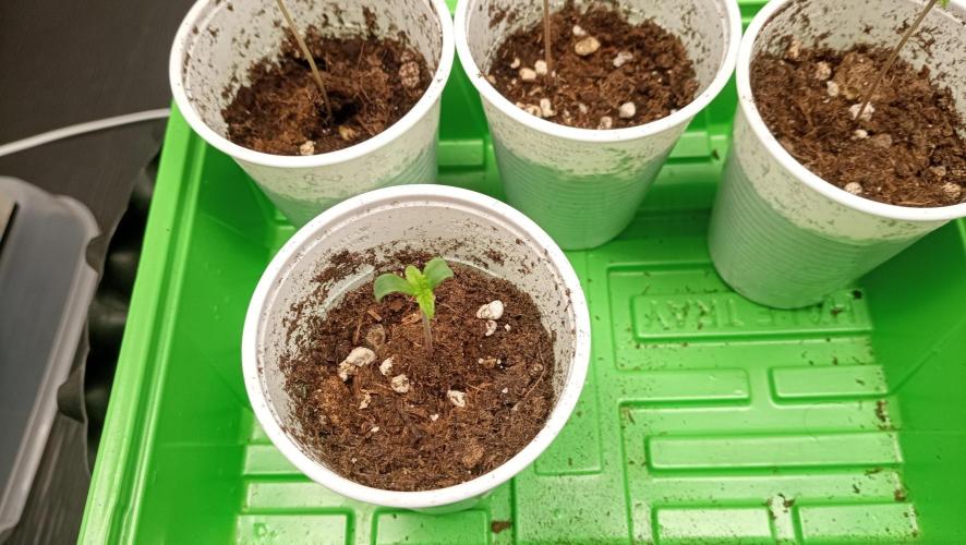 LSD - sponsored by Ganja Farmer. Week 0 - 02/11/2025
the only survivor