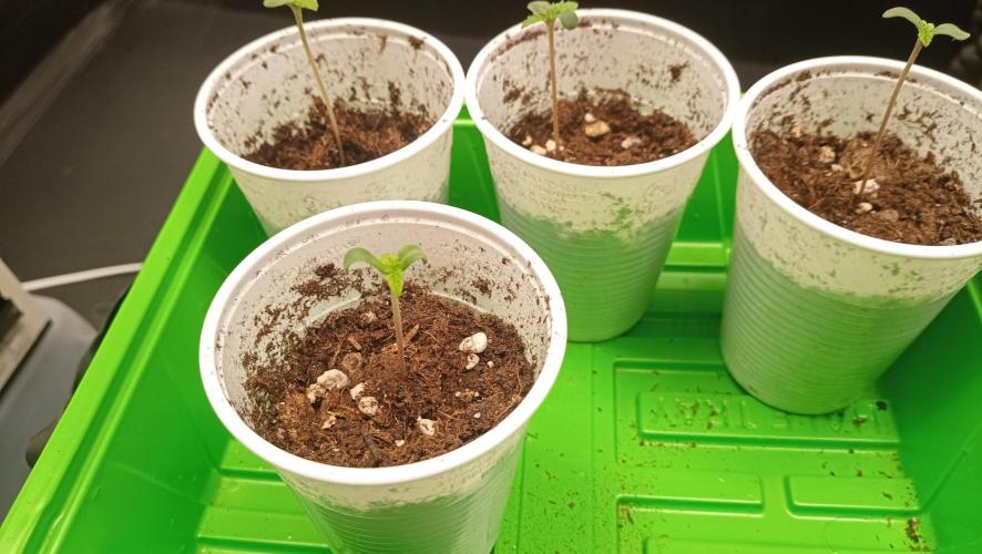 LSD - sponsored by Ganja Farmer. Week 0 - 02/11/2025
the only survivor