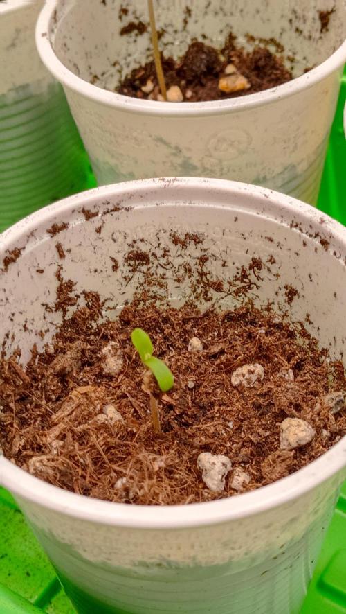 LSD - sponsored by Ganja Farmer. Week 0 - 05/11/2025
the third