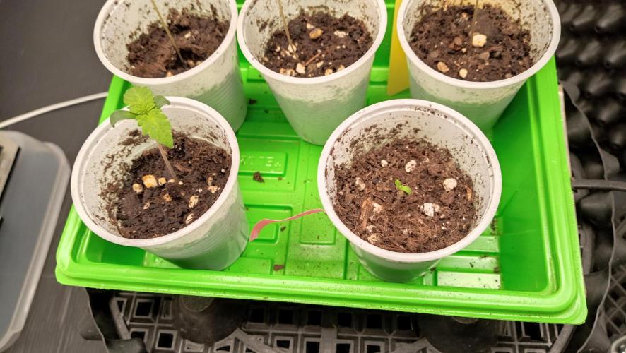 LSD - sponsored by Ganja Farmer. Week 0 - 05/11/2025
together