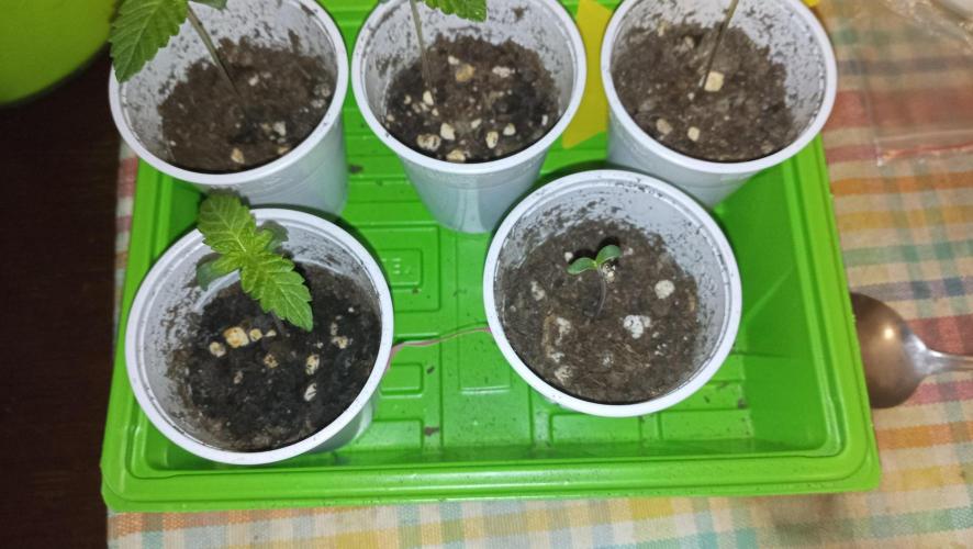 LSD - sponsored by Ganja Farmer. Week 0 - 06/11/2025