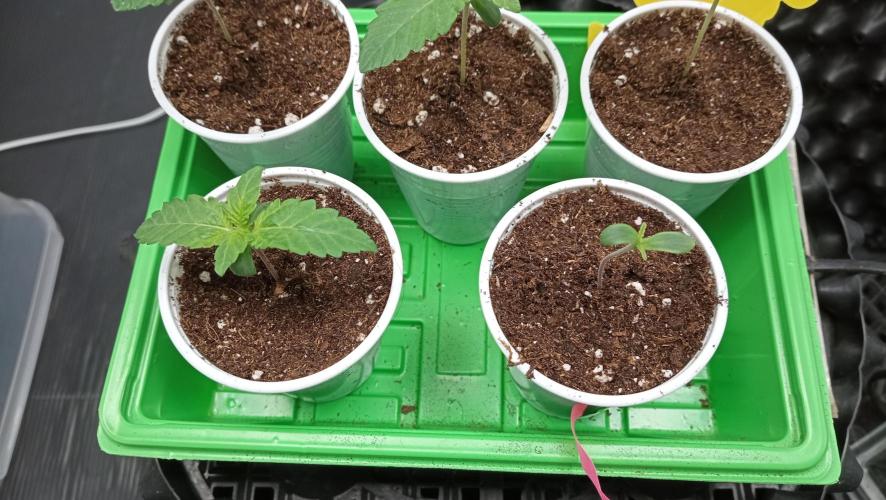 LSD - sponsored by Ganja Farmer. Week 0 - 08/11/2025