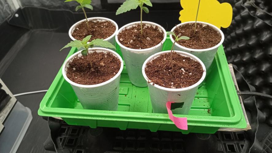 LSD - sponsored by Ganja Farmer. Week 0 - 08/11/2025