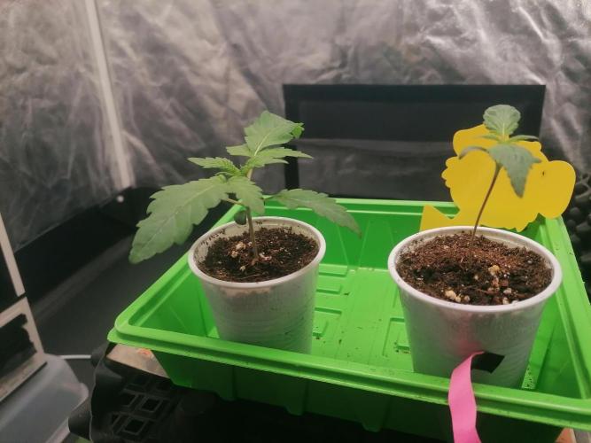 LSD - sponsored by Ganja Farmer. Week 0 - 14/11/2025