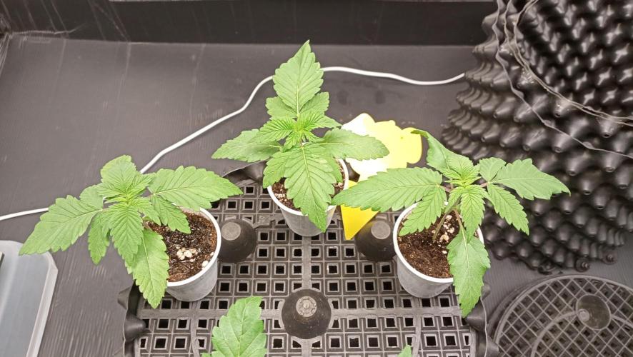 Strawberry Cookies - sponsored by SSSC. Week 1 - 16/11/2025