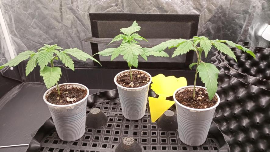 Strawberry Cookies - sponsored by SSSC. Week 1 - 16/11/2025