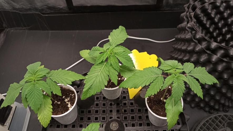 Strawberry Cookies - sponsored by SSSC. Week 1 - 18/11/2025