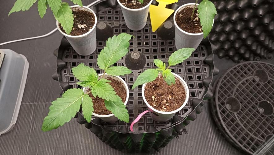 LSD - sponsored by Ganja Farmer. Week 1 - 16/11/2025