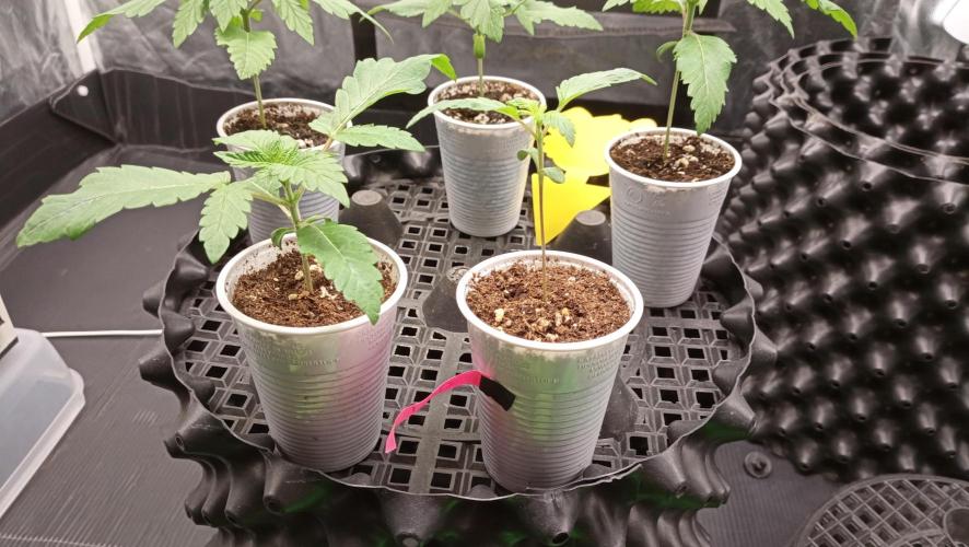 LSD - sponsored by Ganja Farmer. Week 1 - 16/11/2025