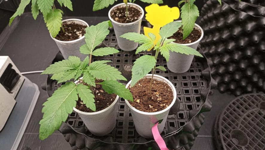 LSD - sponsored by Ganja Farmer. Week 1 - 18/11/2025