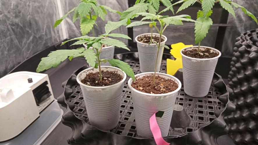 LSD - sponsored by Ganja Farmer. Week 1 - 18/11/2025