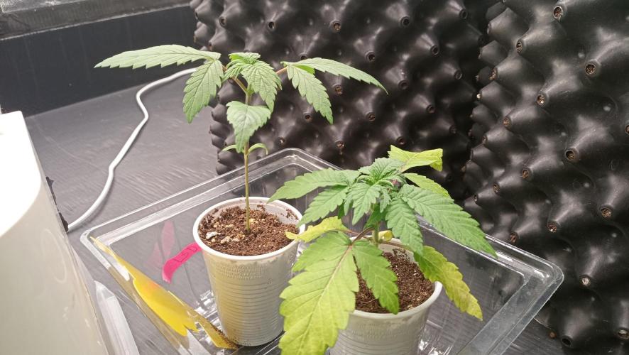 LSD - sponsored by Ganja Farmer. Week 2 - 22/11/2025