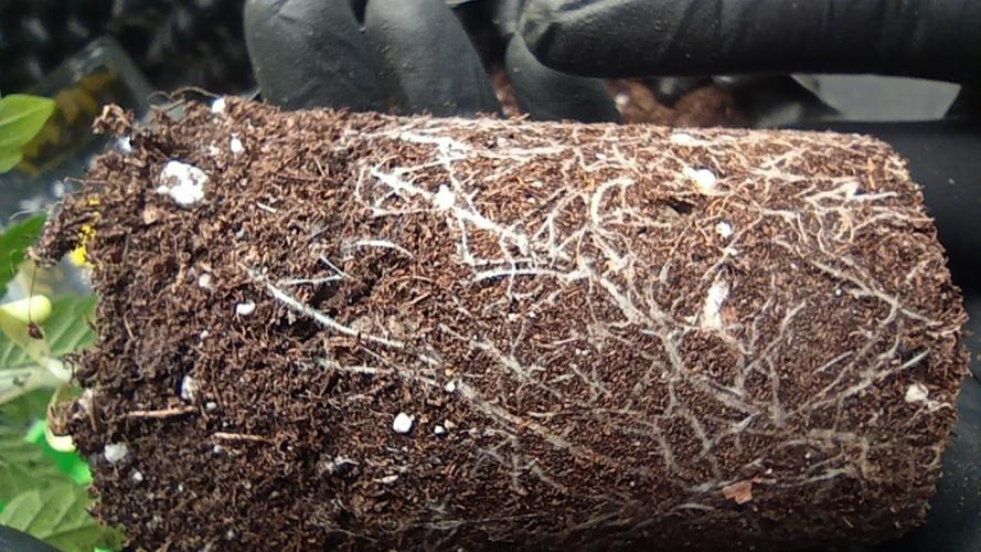 LSD - sponsored by Ganja Farmer. Week 2 - 22/11/2025
roots older plant