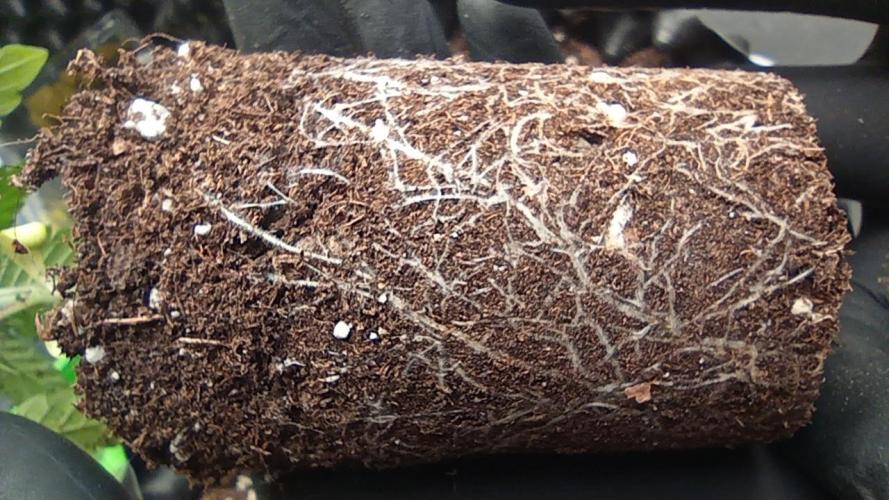 LSD - sponsored by Ganja Farmer. Week 2 - 22/11/2025 
roots older plant