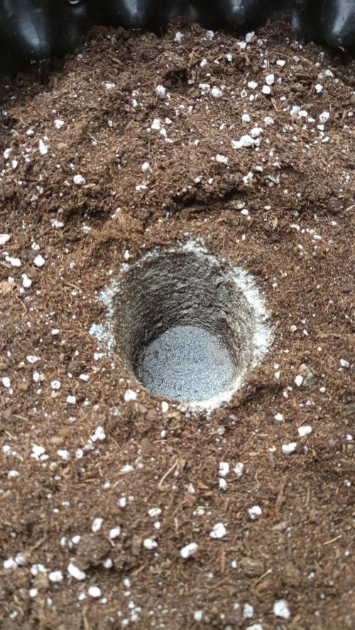 LSD - sponsored by Ganja Farmer. Week 2 - holes filled with mycorrhizae