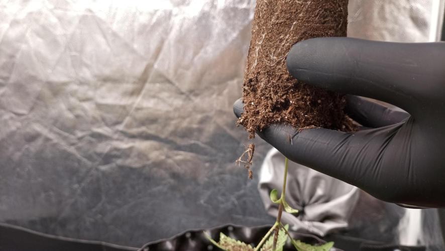 LSD - sponsored by Ganja Farmer. Week 2 - 22/11/2025
younger plant