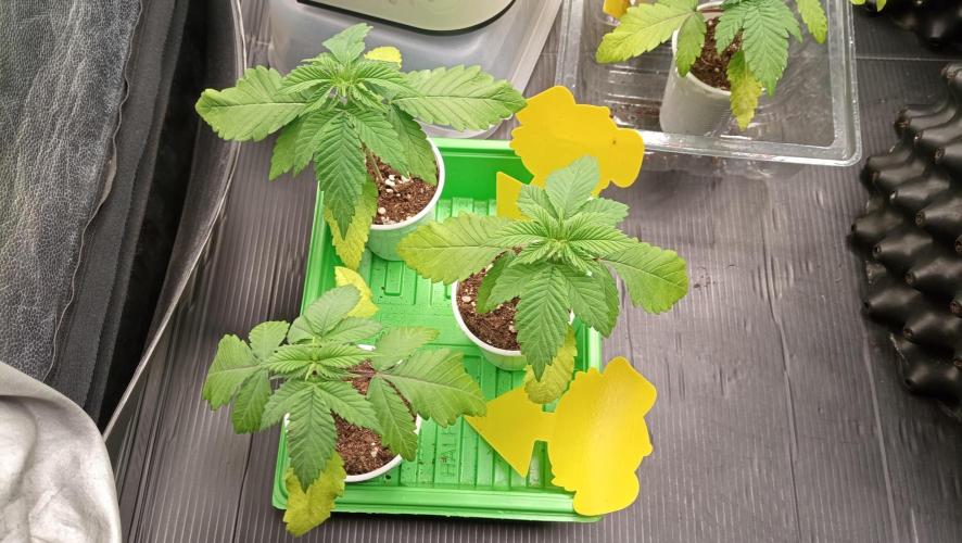 Strawberry Cookies - sponsored by SSSC. Week 2 - 22/11/2025