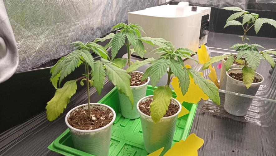 Strawberry Cookies - sponsored by SSSC. Week 2 - 22/11/2025