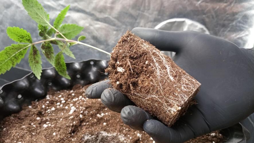 LSD - sponsored by Ganja Farmer. Week 2 - 22/11/2025
roots younger plant