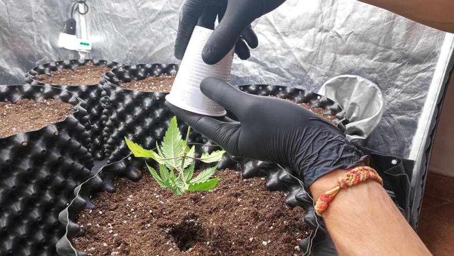 Strawberry Cookies - sponsored by SSSC. Week 2 - 22/11/2025