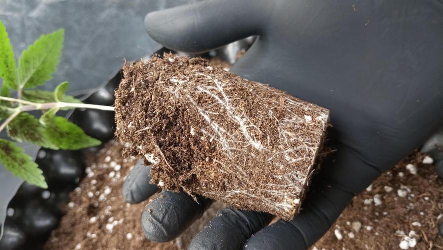 LSD - sponsored by Ganja Farmer. Week 2 - 22/11/2025
roots younger plant