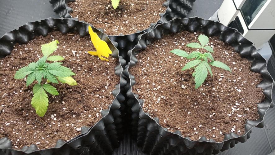 LSD - sponsored by Ganja Farmer. Week 2 - 26/11/2025