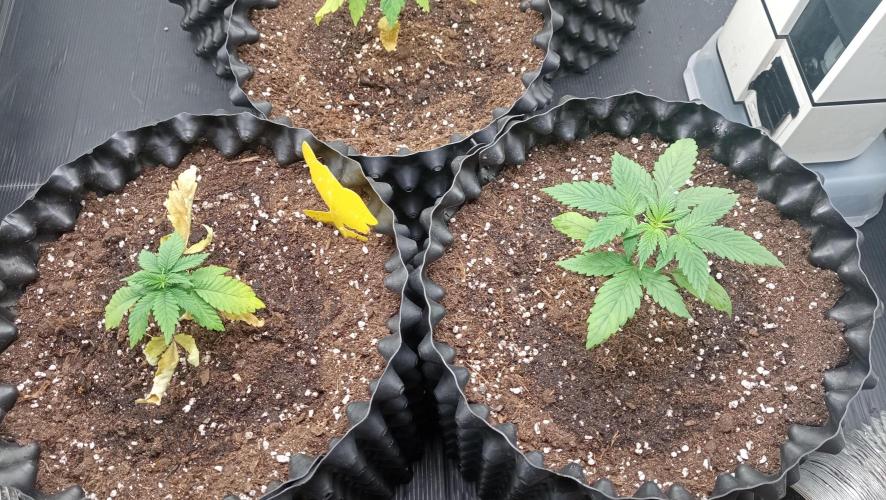 LSD - sponsored by Ganja Farmer. Week 2 - 26/11/2025