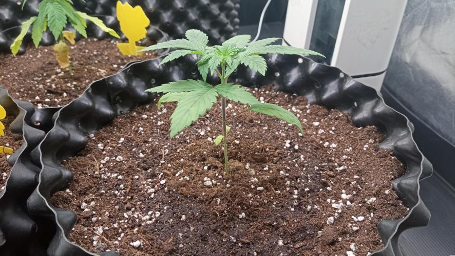 LSD - sponsored by Ganja Farmer. Week 2 - 26/11/2025
younger plant