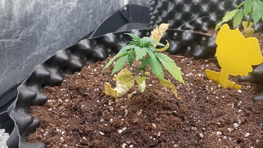 LSD - sponsored by Ganja Farmer. Week 2 - 26/11/2025
older plant