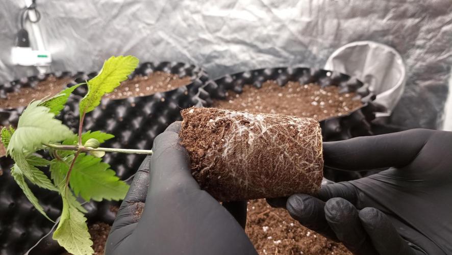 Strawberry Cookies - sponsored by SSSC. Week 2 - 22/11/2025
plant 1