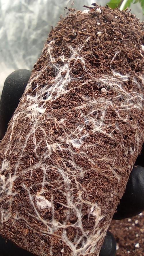 Strawberry Cookies - sponsored by SSSC. Week 2 - 22/11/2025
roots pant 1