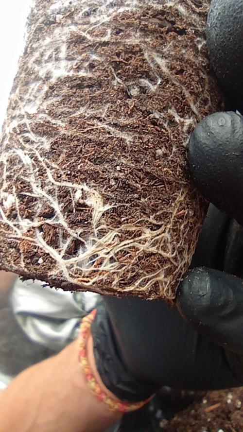 Strawberry Cookies - sponsored by SSSC. Week 2 - 22/11/2025
roots plant 2