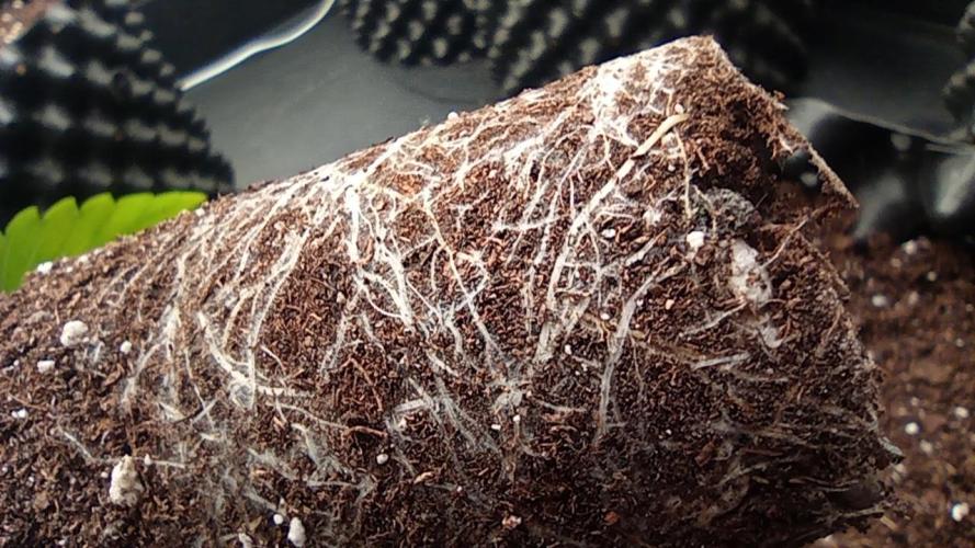 Strawberry Cookies - sponsored by SSSC. Week 2 - 22/11/2025
roots plant 2