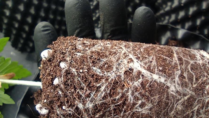 Strawberry Cookies - sponsored by SSSC. Week 2 - 22/11/2025
roots plant 3