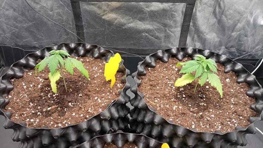 Strawberry Cookies - sponsored by SSSC. Week 2 - 22/11/2025
#1 - #2