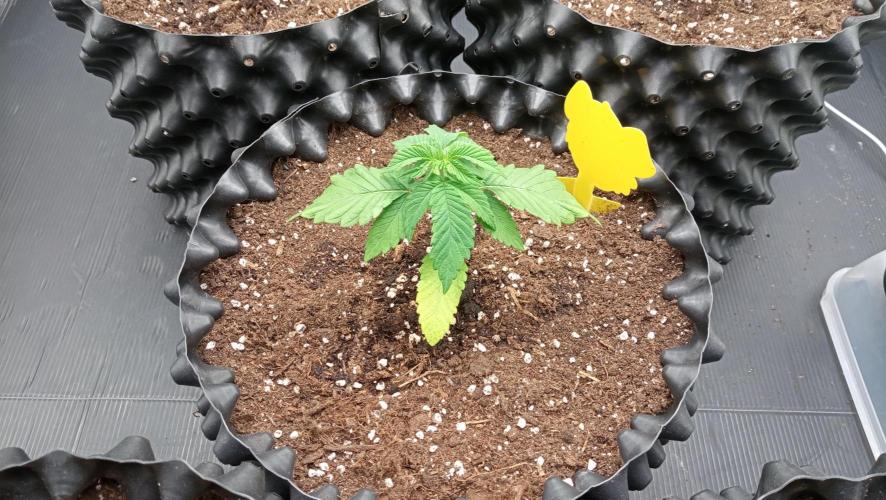 Strawberry Cookies - sponsored by SSSC. Week 2 - 22/11/2025
#3