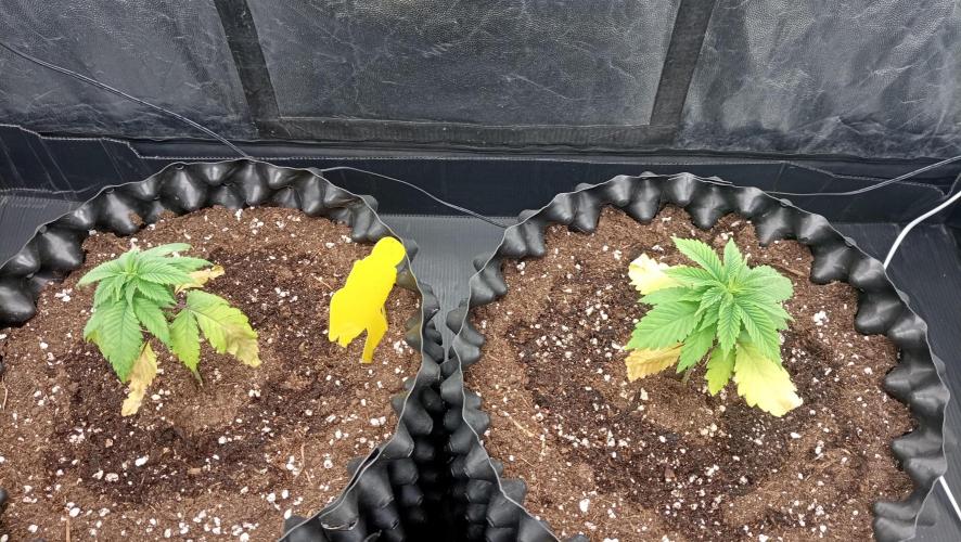 Strawberry Cookies - sponsored by SSSC. Week 2 - 26/11/2025
#1 - #2