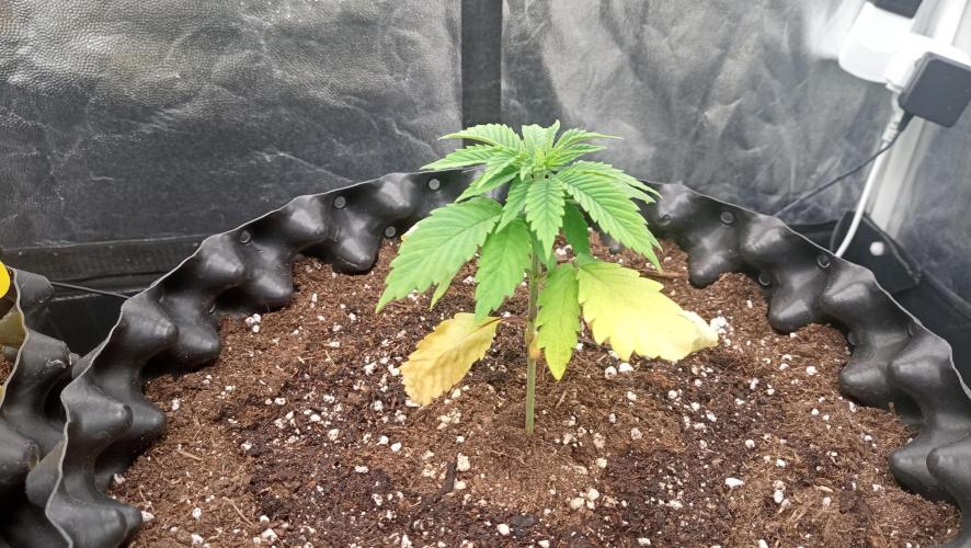 Strawberry Cookies - sponsored by SSSC. Week 2 - 26/11/2025
#1