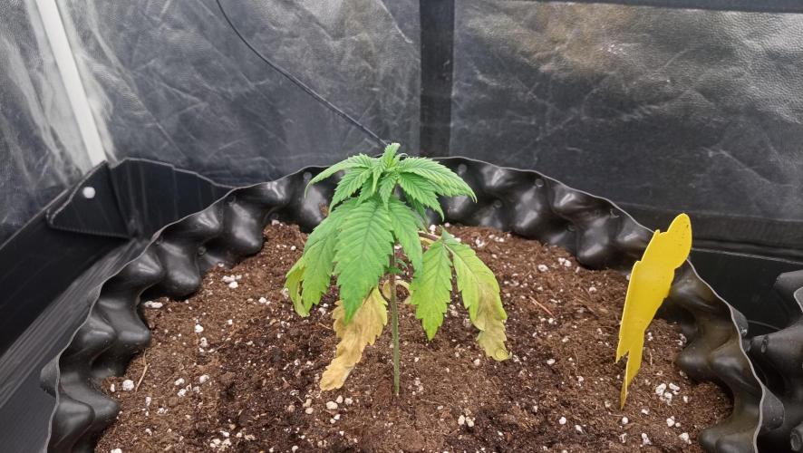 Strawberry Cookies - sponsored by SSSC. Week 2 - 26/11/2025
#2