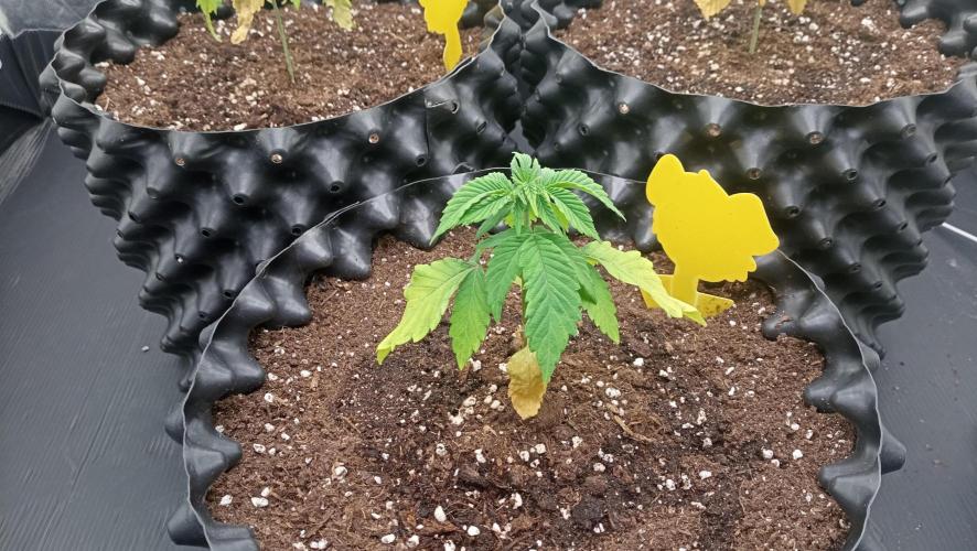 Strawberry Cookies - sponsored by SSSC. Week 2 - 26/11/2025
#3