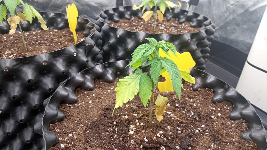 Strawberry Cookies - sponsored by SSSC. Week 2 - 26/11/2025
#3